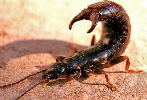 Аэрозолями следует обработать все комнаты соответственно инструкции. Распыляются они именно возле мест скопления насекомых, а также на поверхностях, где они ползают. После распыления следует подождать четверть часа, и лишь потом проветрить комнаты в течение 60 минут. Для большей эффективности можно оставить распыленную отраву на несколько часов, затем проветрить.