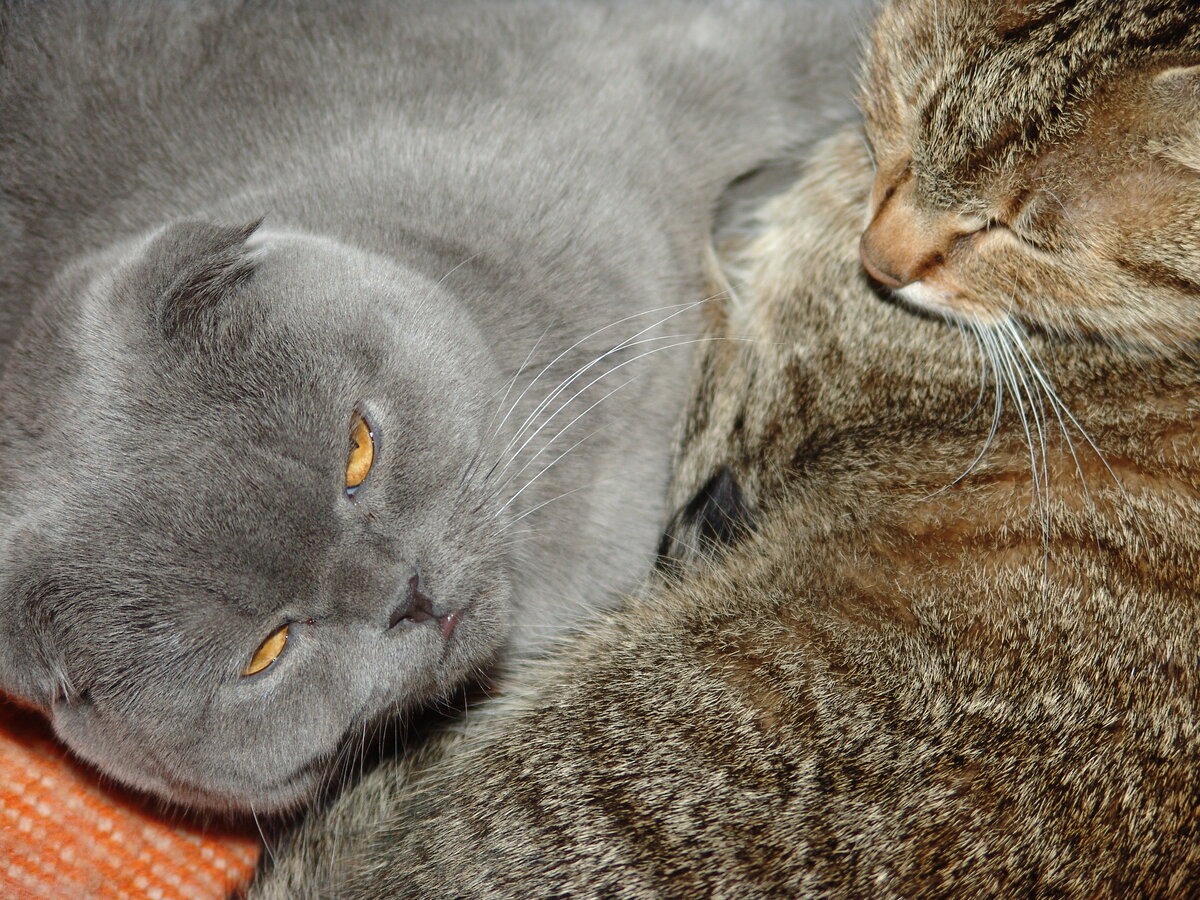 Кошка Пуша отдыхает, сразу видно, что лучше не беспокоить, и даже фотографирую с опаской, готовясь ретироваться при малейшей опасности. Самое опасное животное в Африке - гиппопотам, а в Мытищах - моя кошка. Прижмет к стенке и трется ухом о ногу, аж мурашки бегут по коже, страшнее не придумаешь. А когда начинает урчать, понимаешь - это лезвие бритвы, начинают мелькать кадры из собственного детства, вот я в школе, выпускной, отрочество, ВУЗ, ВАЗ, Ниссан Тиида. 