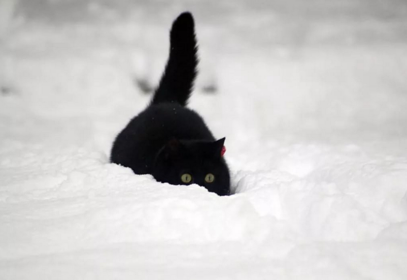 "Русские – главные любители котов в мире" – под таким заголовком в 2017 году компания Dalia Research опубликовала данные своего исследования. Согласно исследованию компании: 59 процентов жителей нашей страны держат дома кошачьих. 8 процентов из них держит дома 3 и более кошек. По 2 кошки у 10 процентов россиян и у 41 процента – один кот (или кошка). На втором месте в этом исследовании количества кошачьих в домах – Украина, на третьем США, дальше идет Бельгия и Аргентина.