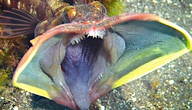 Самая страшная рыба Северной Америки — как она выглядит? | Hi-News.ru | Дзен
