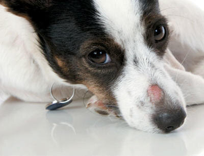 Регулярная мойка и уход за шерстью