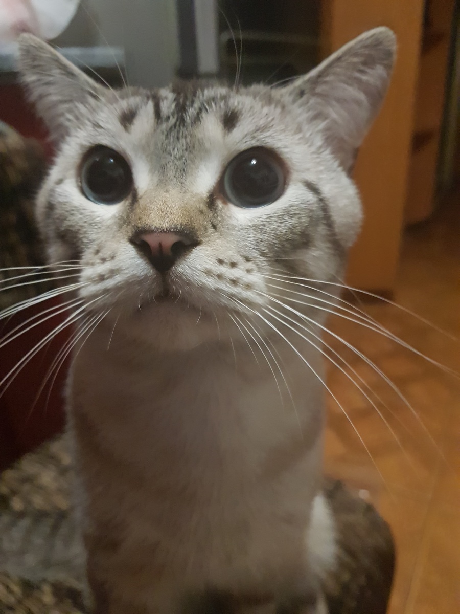 Привет. Я кот Мун.