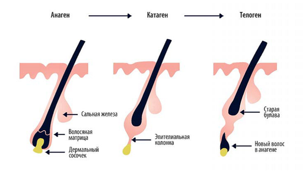 Три фазы жизненного цикла каждого волоса