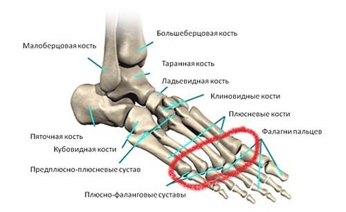  Плюсно-фаланговые суставы стопы.