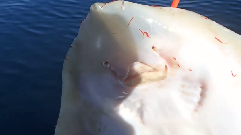 Тот самый скат, выловленный в Баренцевом море (обратная сторона)