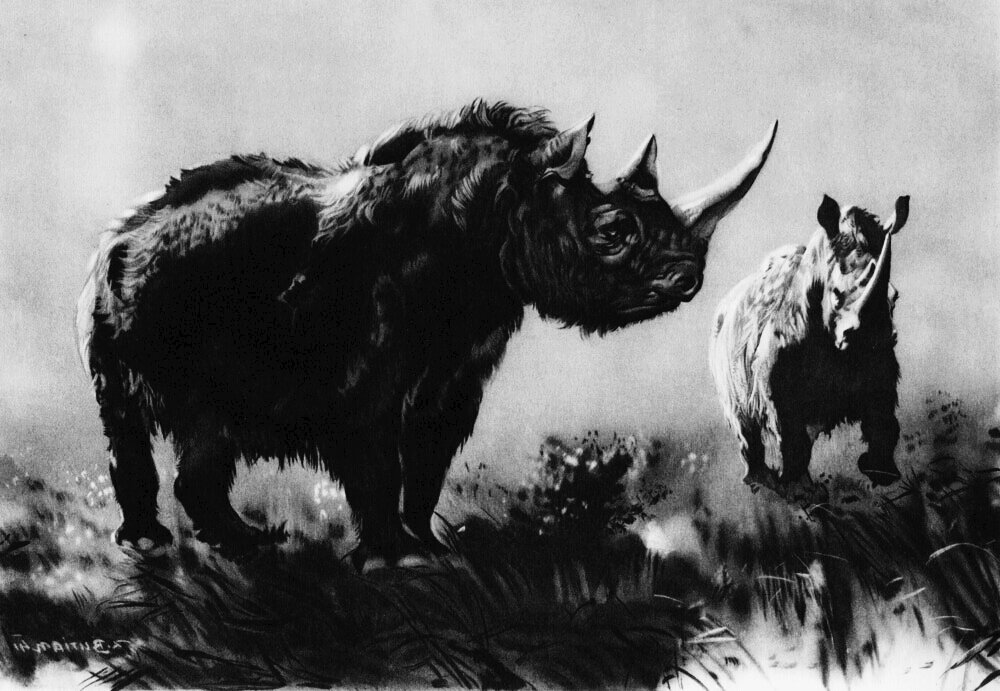 Шерстистые носороги