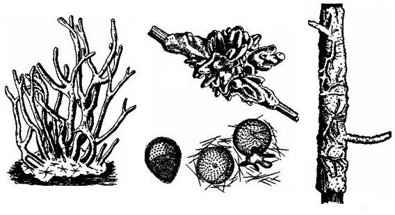 Обыкновенная бодяга