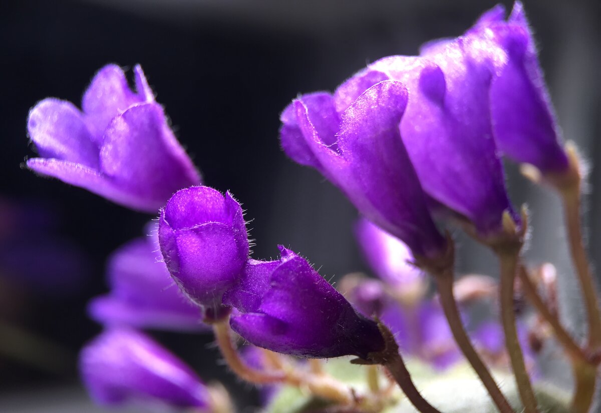 Vallarta campanas moradas фиалка фото и описание сорта фото