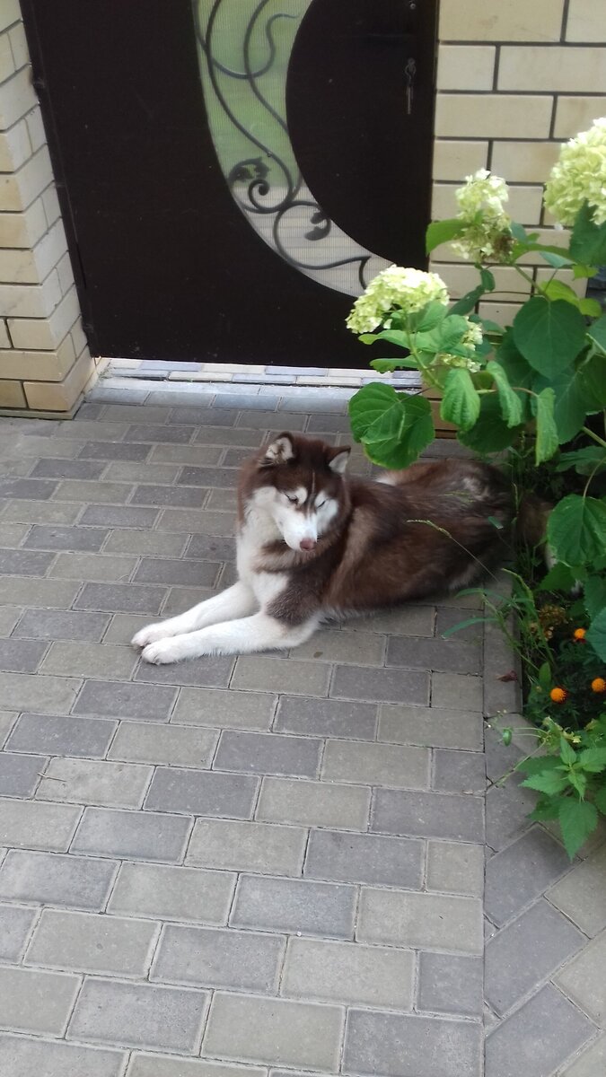 Лизавета высматривает кошек