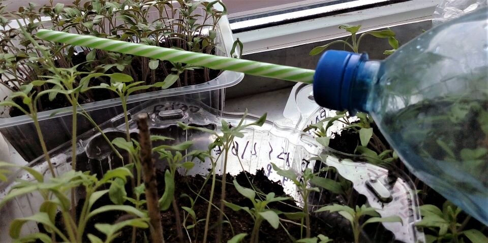 Поливалка. Фото автора