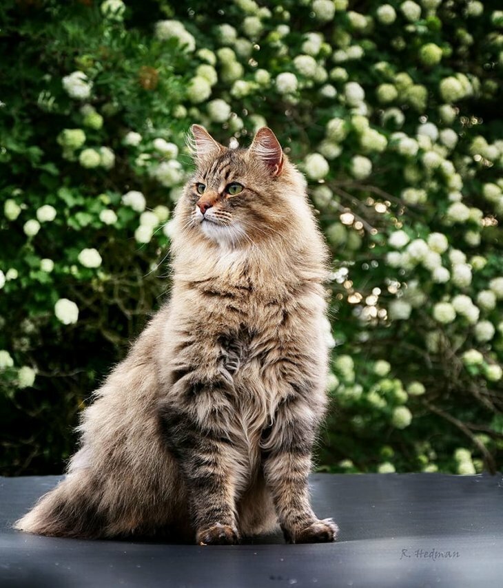 Финский лесной кот.