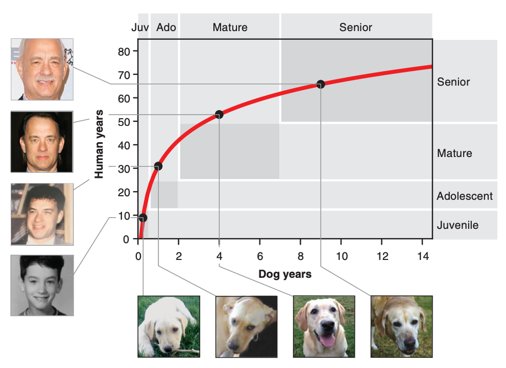 Сколько лет собаке по человеческим меркам. Таблица старения собаки. Формула возраста собаки. Сравнение лет собаки и человека. Формула возраста собаки и человека.