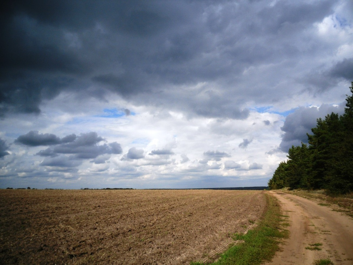Поле на подъезде к х.Шакин