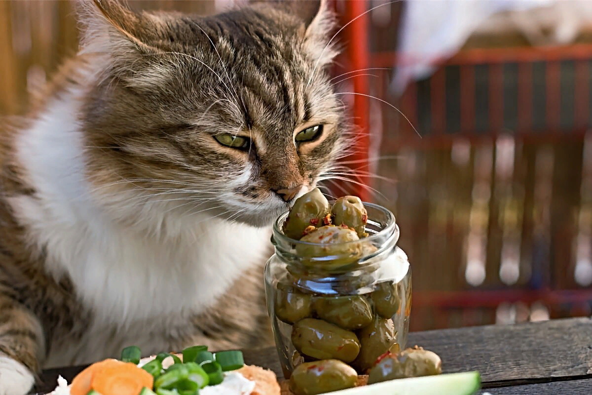 кот любит оливки
