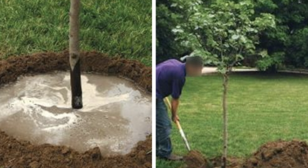 Посадка березы. Сажают березу. Выкопка деревьев картинки. Саженец березы. Технологии выкопки посадочного материала.
