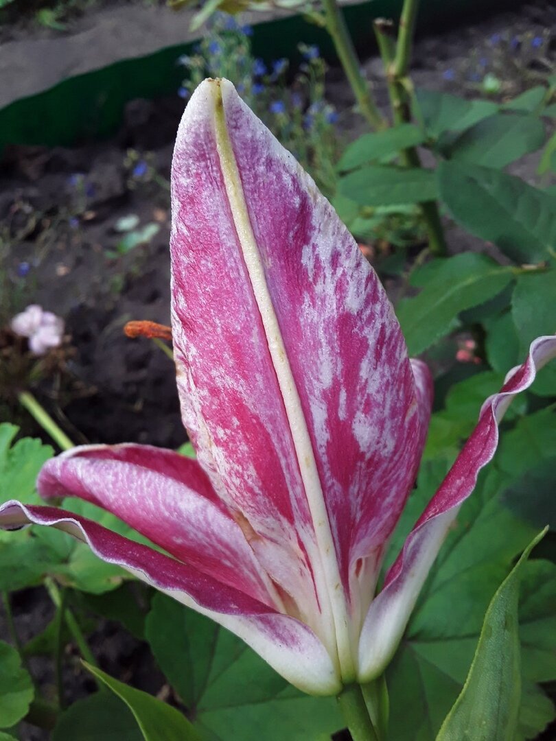 Характерные хаотичные штрихи на лепестках, не являющиеся сортовыми признаками