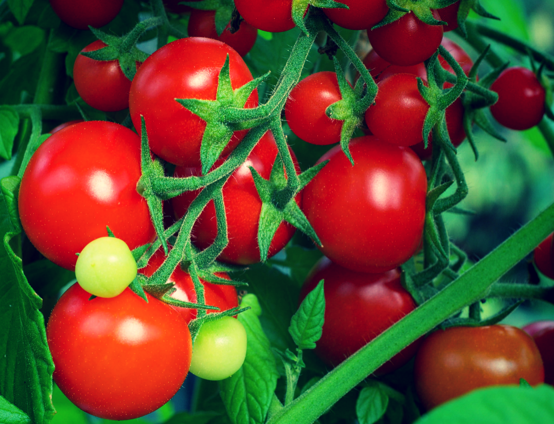 Отличные помидоры.