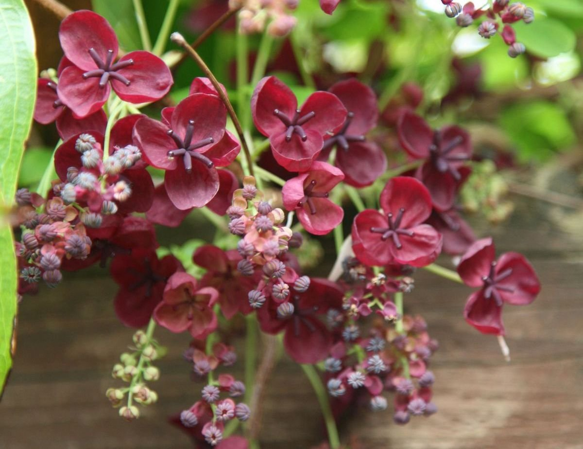 Цветёт и пахнет!