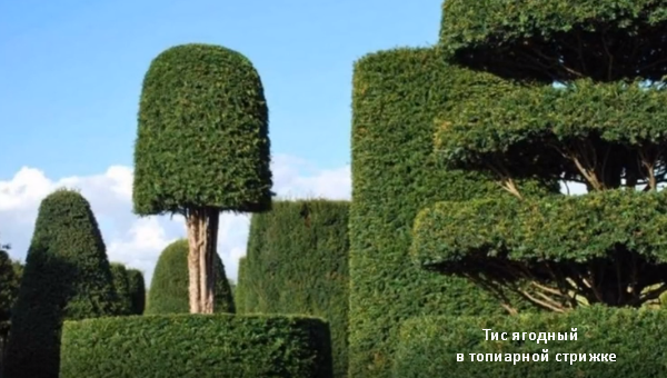 Тис ягодный. Скрин фото из открытого источника.