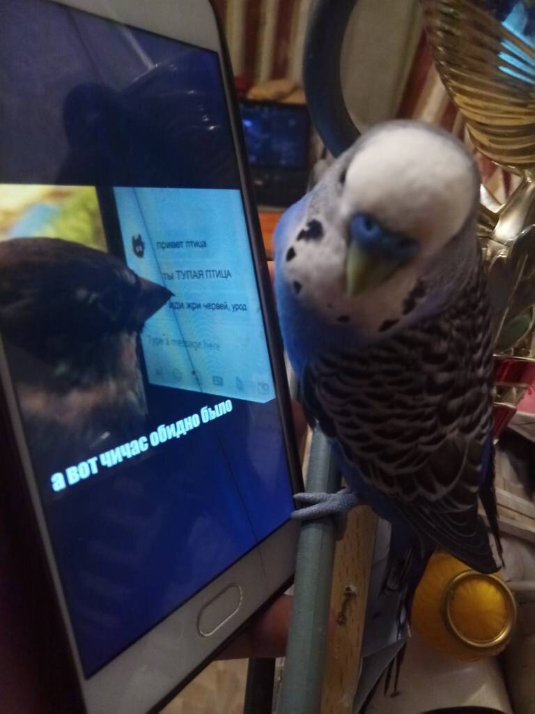 Вот попугайчик, он не раздражается на глупые слова. Но иногда обижается