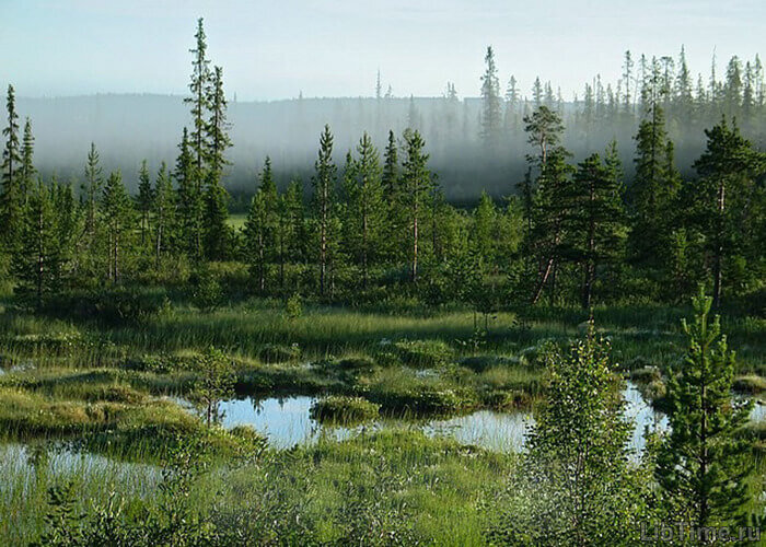 Яндекс картинки, свободный доступ