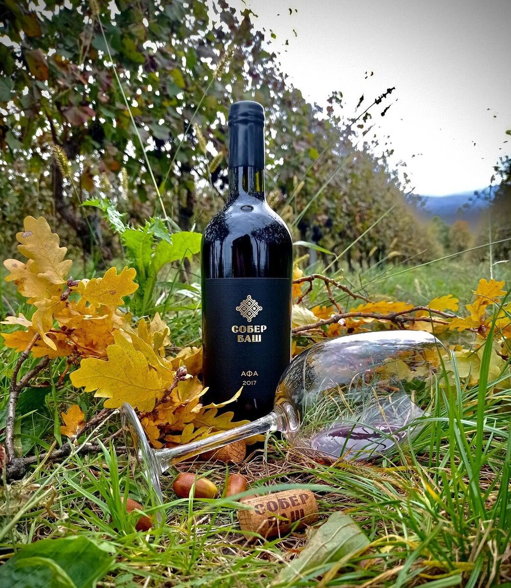 «Собер Баш» - самый близкий к административному центру Кубани современный виноградник. 