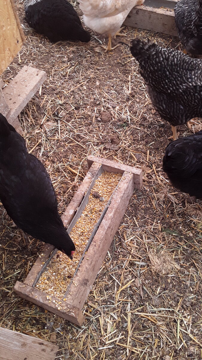 Мои куры. Листайте галерею