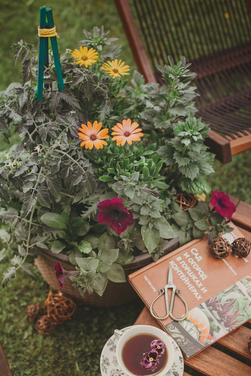 июнь, растения набирают массу и завязывают бутоны