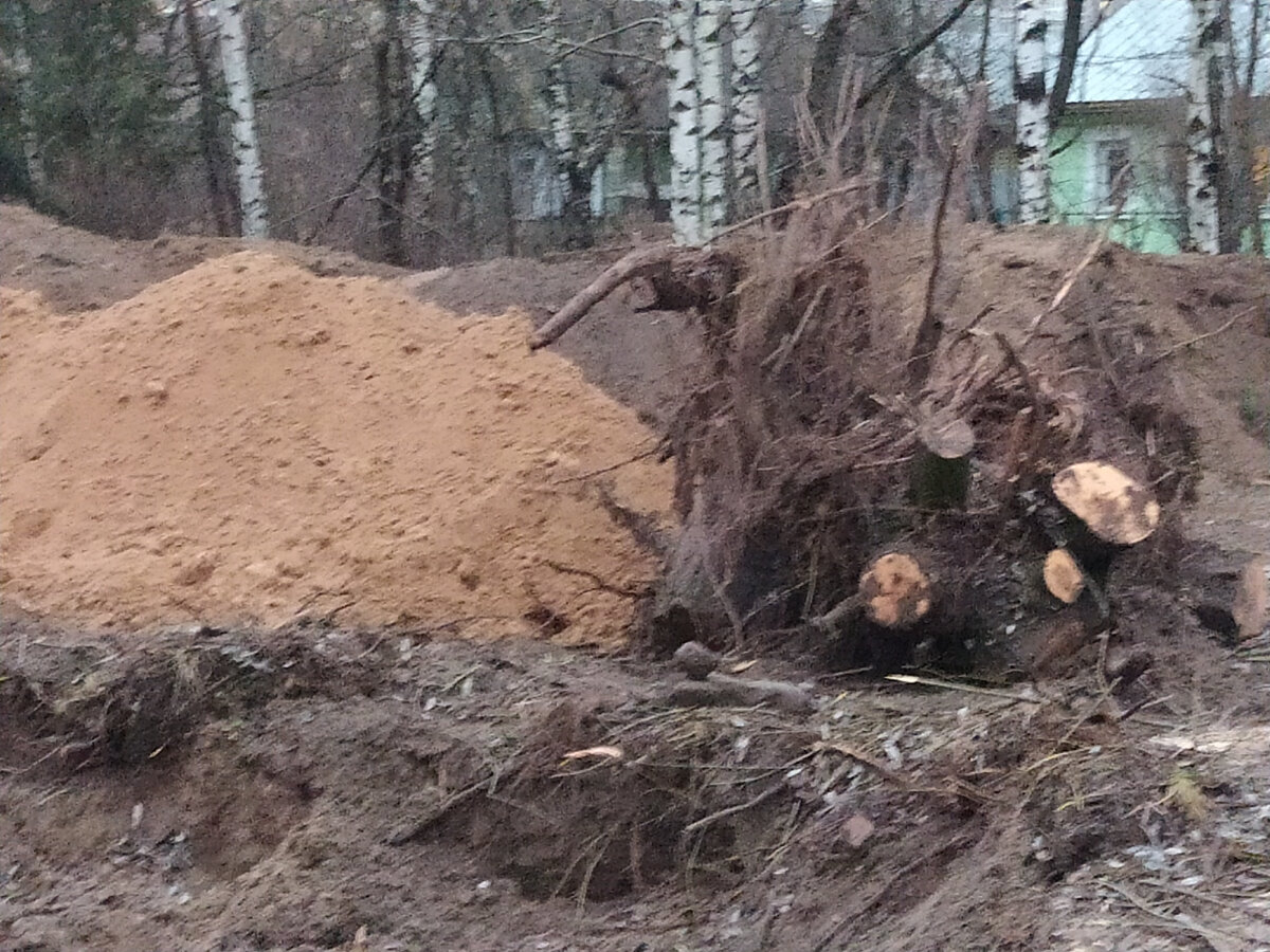 Это корни сорокалетней ивы.