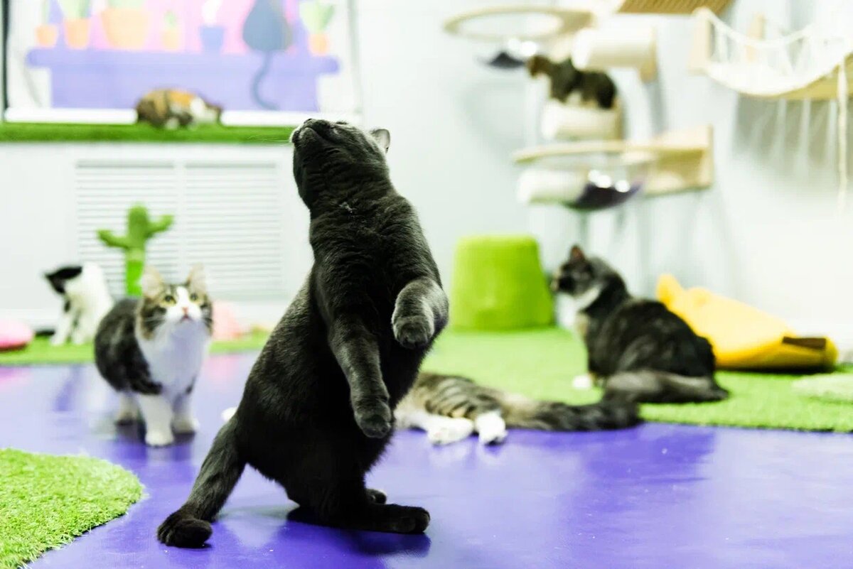 Бритни из FrrFrrHouse 