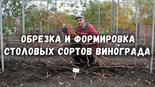 Обрезка и формировка столовых сортов винограда✂️