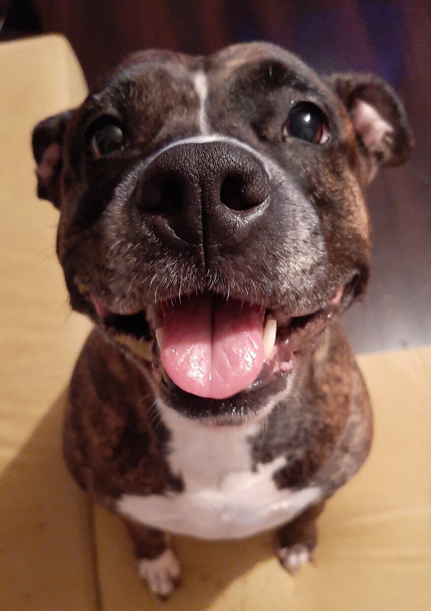 Пёс-убийца всех конфет и бутербродов с колбасой в доме :) 