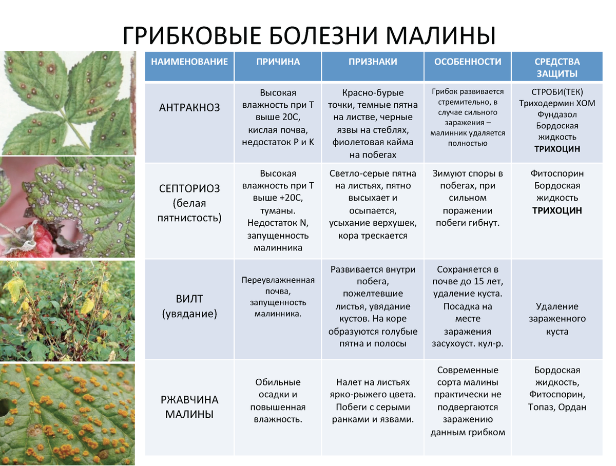 Чем опрыскивать голубику. Поражение листьев малины. Болезни малины описание с фотографиями и способы. Болезни малины описание с фотографиями. Болезни малины листья.