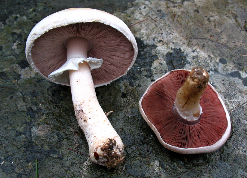 Лошадиный гриб. Печерица Луговой шампиньон. Шампиньон полевой Agaricus arvensis. Шампиньон Луговой Agaricus Campestris. Печерица, Луговой шампиньон ложные.