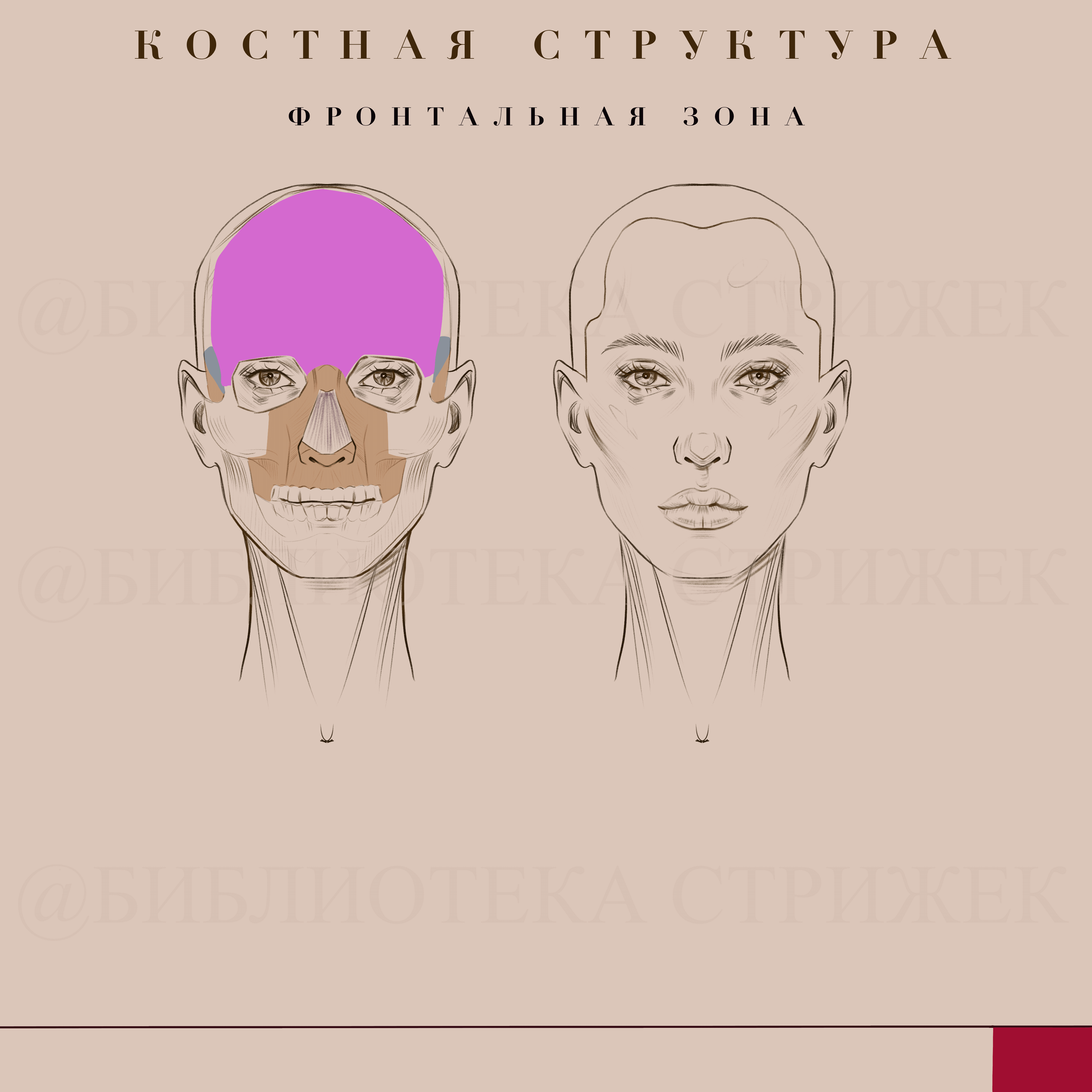 Иллюстрация - Ирина Летягина.