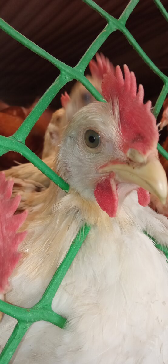 Петушок от второй инкубации