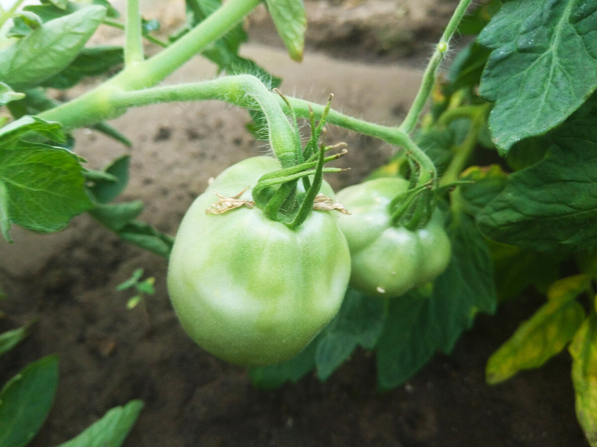 Фото автора, томат буян, июнь 2021 года