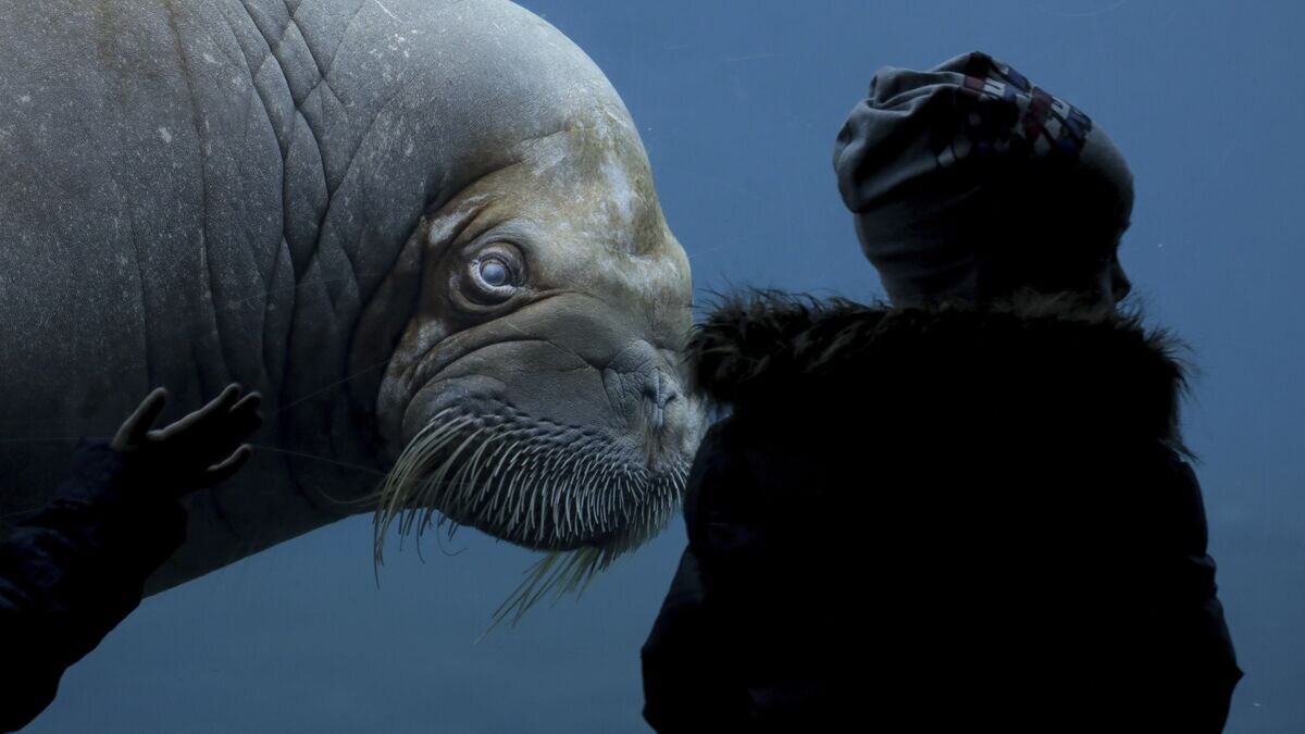    Морж в зоопарке Хагенбека, Гамбург© AP Photo / DPA/Axel Heimken