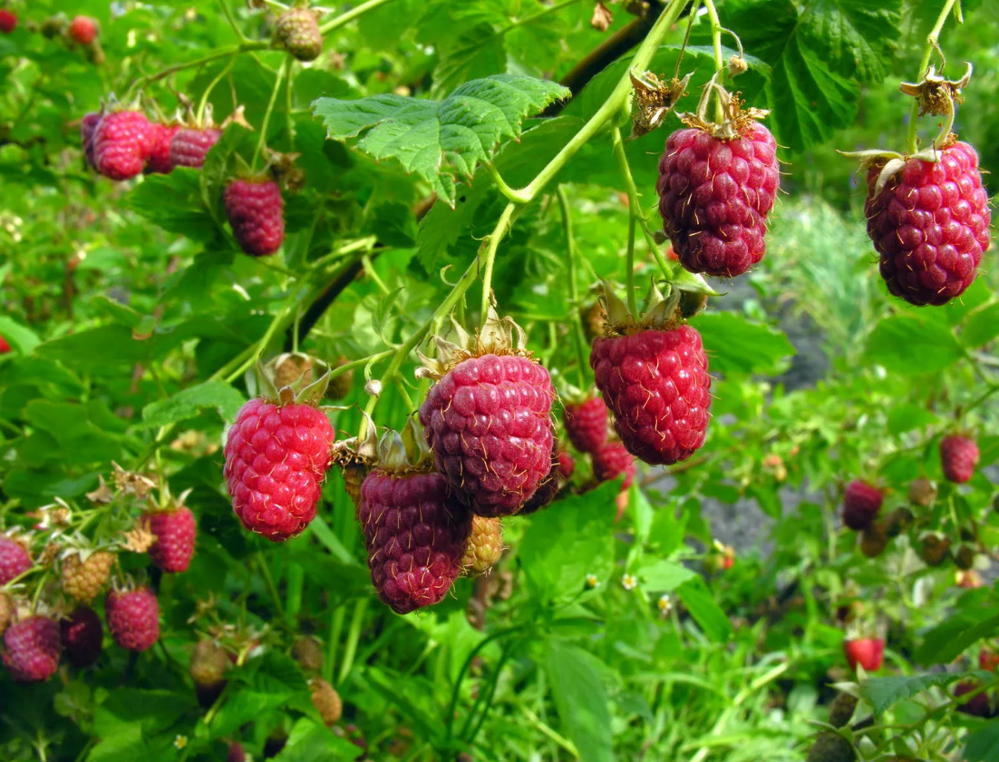 Клубника высокая. Земляника в августе. Земляника садовая моллинг алюр. Усатая земляника садовая. Куст клубники.