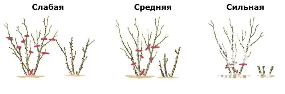 Photo by https://www.garshinka.ru/ 
