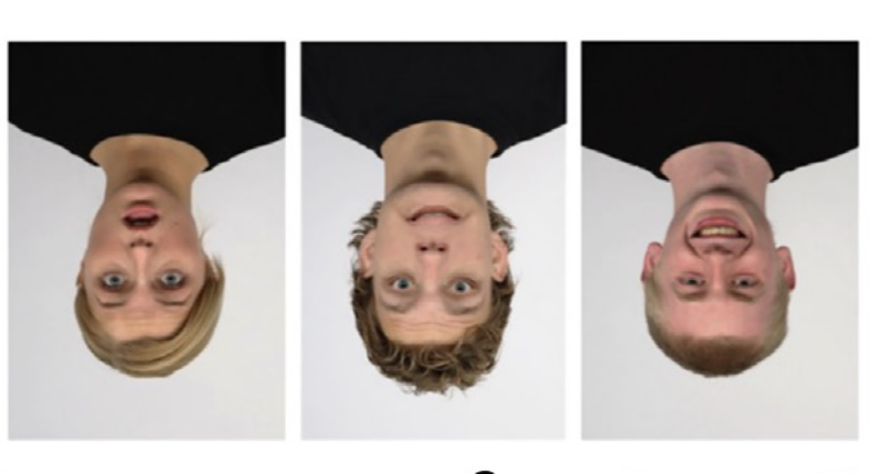   Brad Duchaine et al. / iScience, 2023