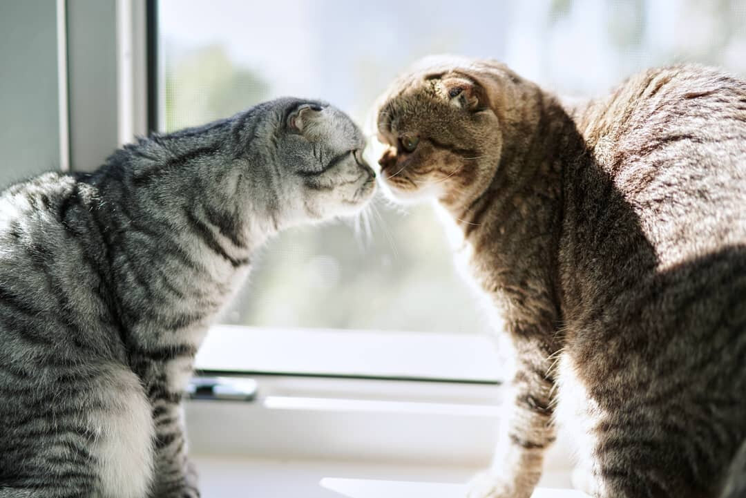 Ватсон - Myshelove Accord SFS b 24, помёт "A", ДР 11.06.16 и Лилу - Myshelove Celesta SFS ns 24, помёт "C", ДР 22.08.17