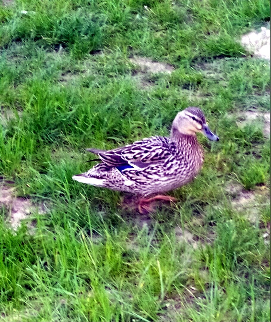 И чего утиными называют? У утки не губы, а клюв.