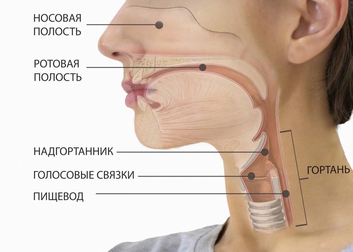 Где расположены голосовые связки у человека рисунок