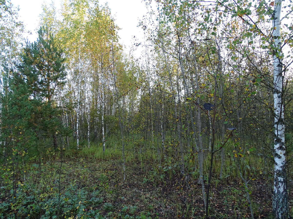 Фото Старого Солдата. 26.09.2023