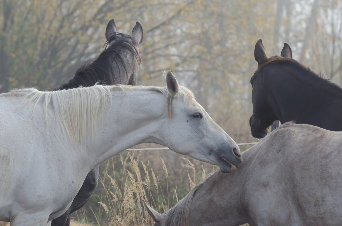 Терская кобыла Болонья
