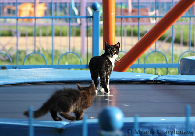 Пойдет ли сам кот прыгать на батутах? Это пока неизвестно.