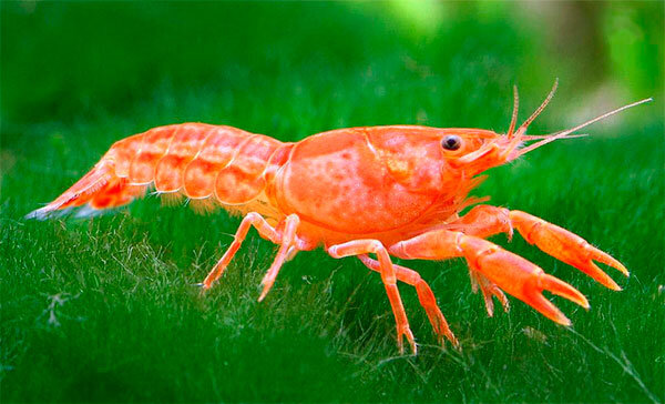  рак камбареллус