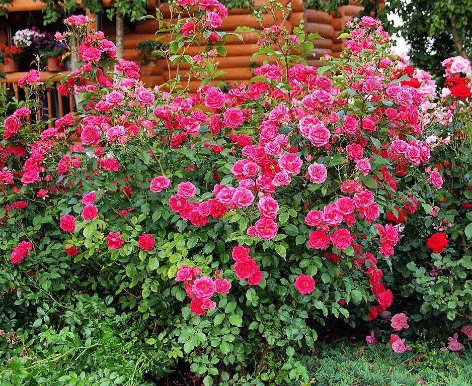 Фото: instagram.com/lobeli_a