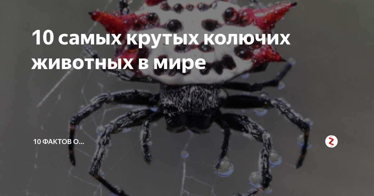 10 самых крутых колючих животных в мире | 10 фактов о... | Дзен